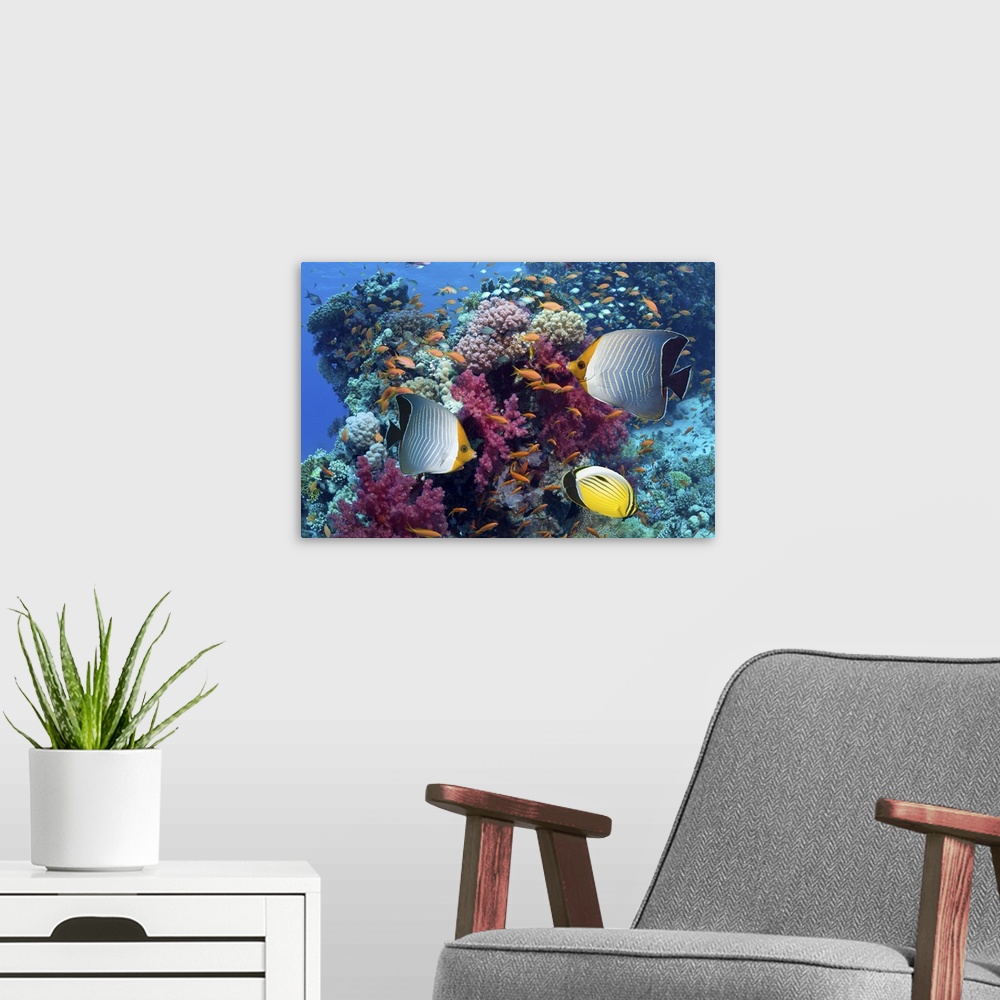 A modern room featuring Red Sea orange face butterflyfish or Hooded butterflyfish (Chaetodon larvatus) and an Exquisite o...