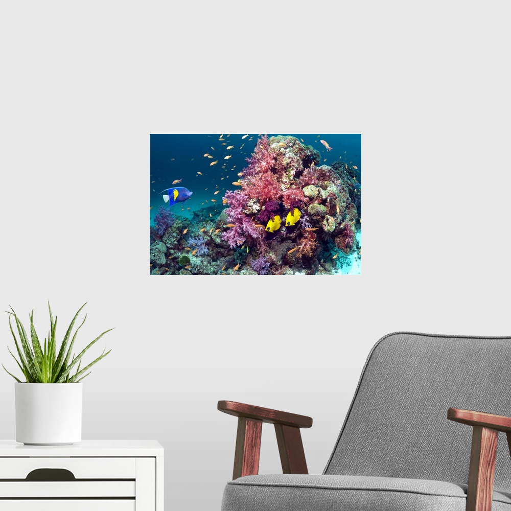 A modern room featuring Coral reef scenery with a Yellow-bar or Arabian angelfish (Pomacanthus maculosus), a pair of Gold...
