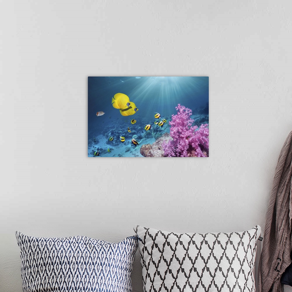 A bohemian room featuring Coral reef scenery with Golden butterflyfish (Chaetodon semilarvatus) and Red Sea bannerfish (Hen...