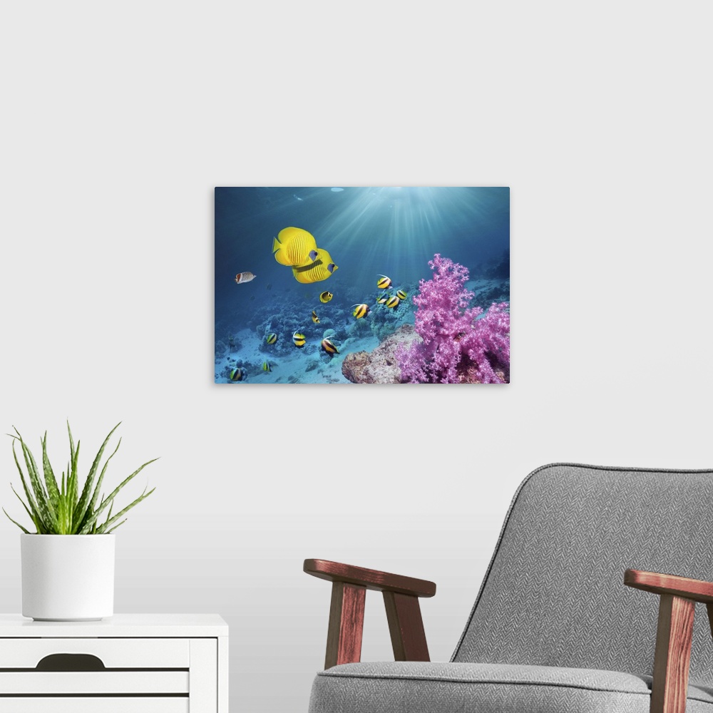 A modern room featuring Coral reef scenery with Golden butterflyfish (Chaetodon semilarvatus) and Red Sea bannerfish (Hen...