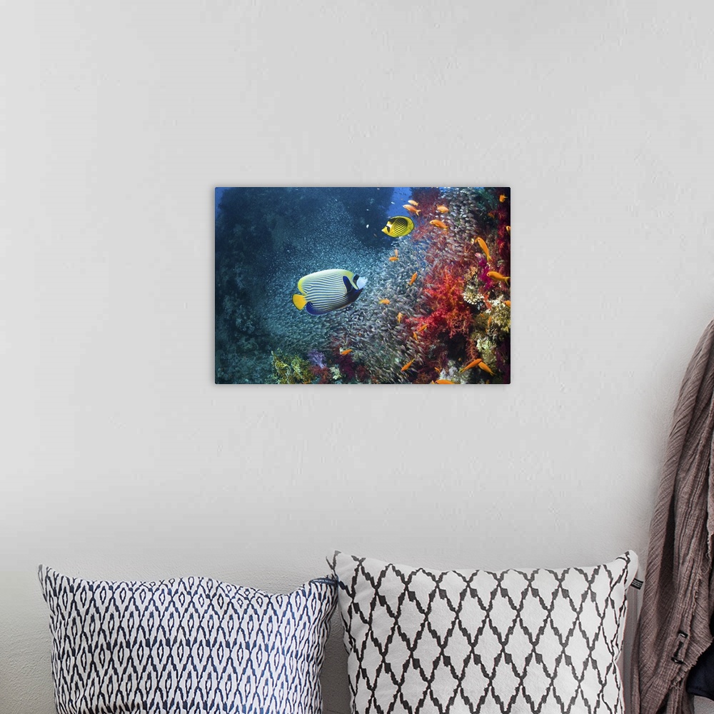 A bohemian room featuring Coral reef scenery with an Emperor angelfish (Pomacanthus imperator), a Red Sea racoon butterflyf...