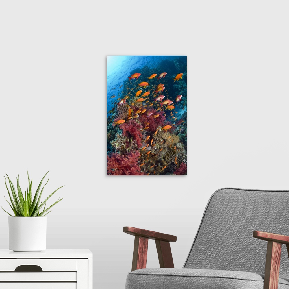 A modern room featuring Lyretail anthias or Goldies (Pseudanthias squamipinnis) over coral reef with soft corals (Dendron...