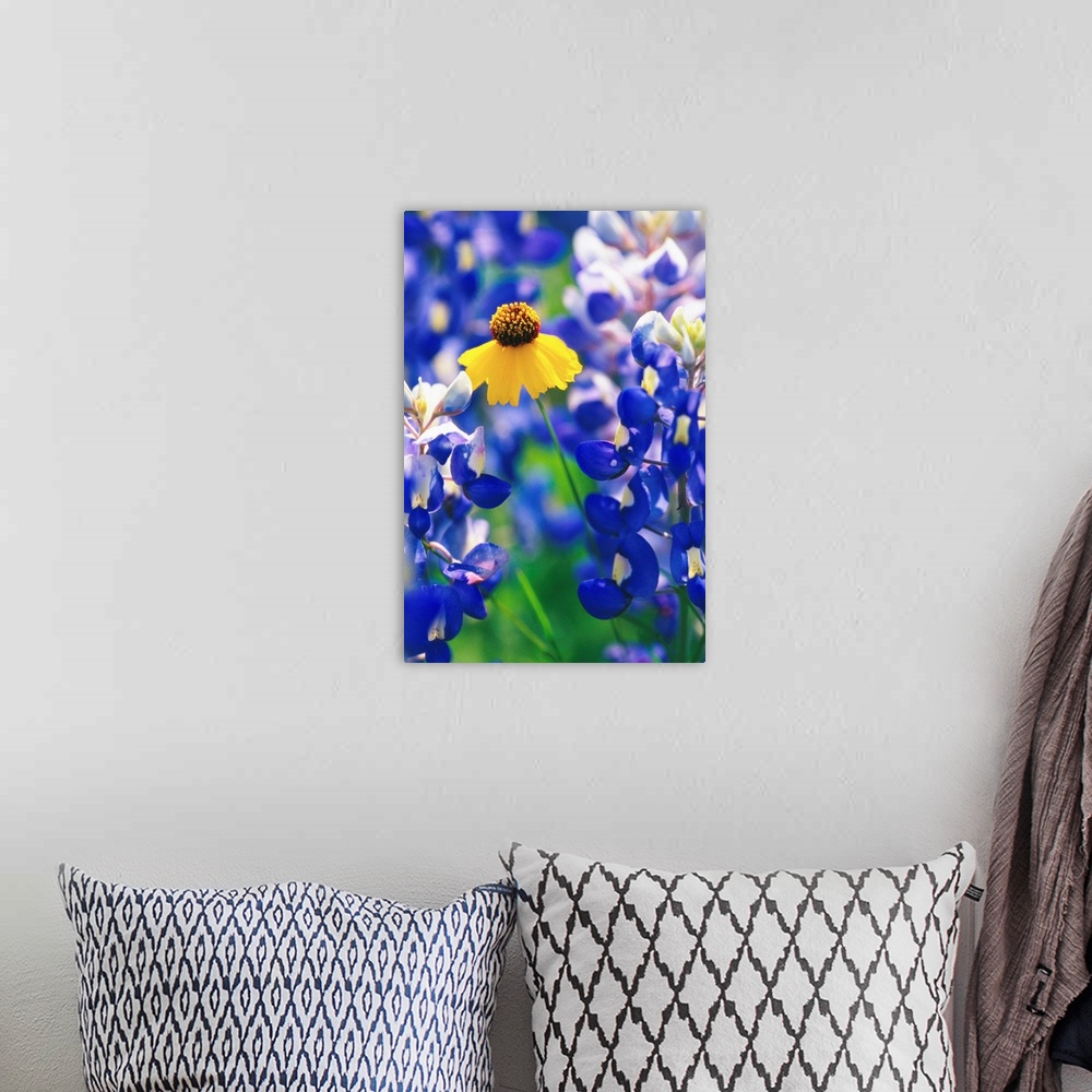 A bohemian room featuring Coreopsis And Bluebonnets