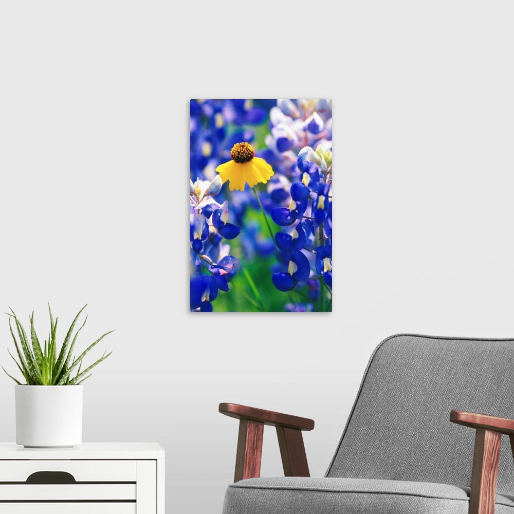 A modern room featuring Coreopsis And Bluebonnets