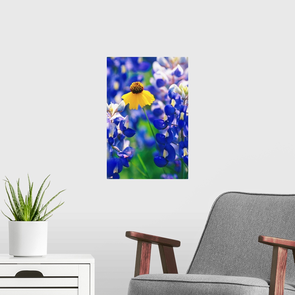 A modern room featuring Coreopsis And Bluebonnets