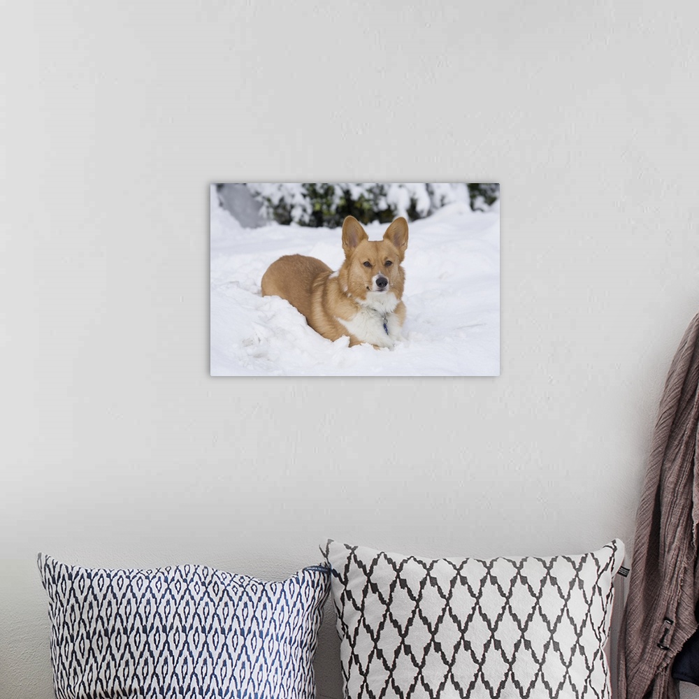 A bohemian room featuring Welsh Pembroke Corgi in the winter snow.