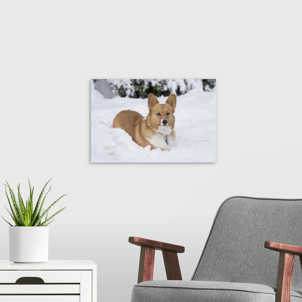 A modern room featuring Welsh Pembroke Corgi in the winter snow.