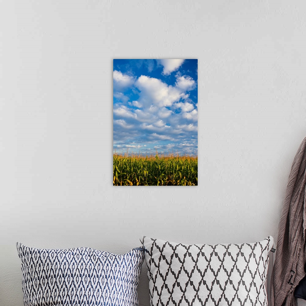A bohemian room featuring Corn Plants And Sky