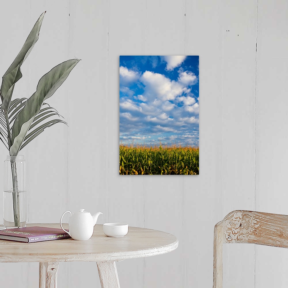 A farmhouse room featuring Corn Plants And Sky