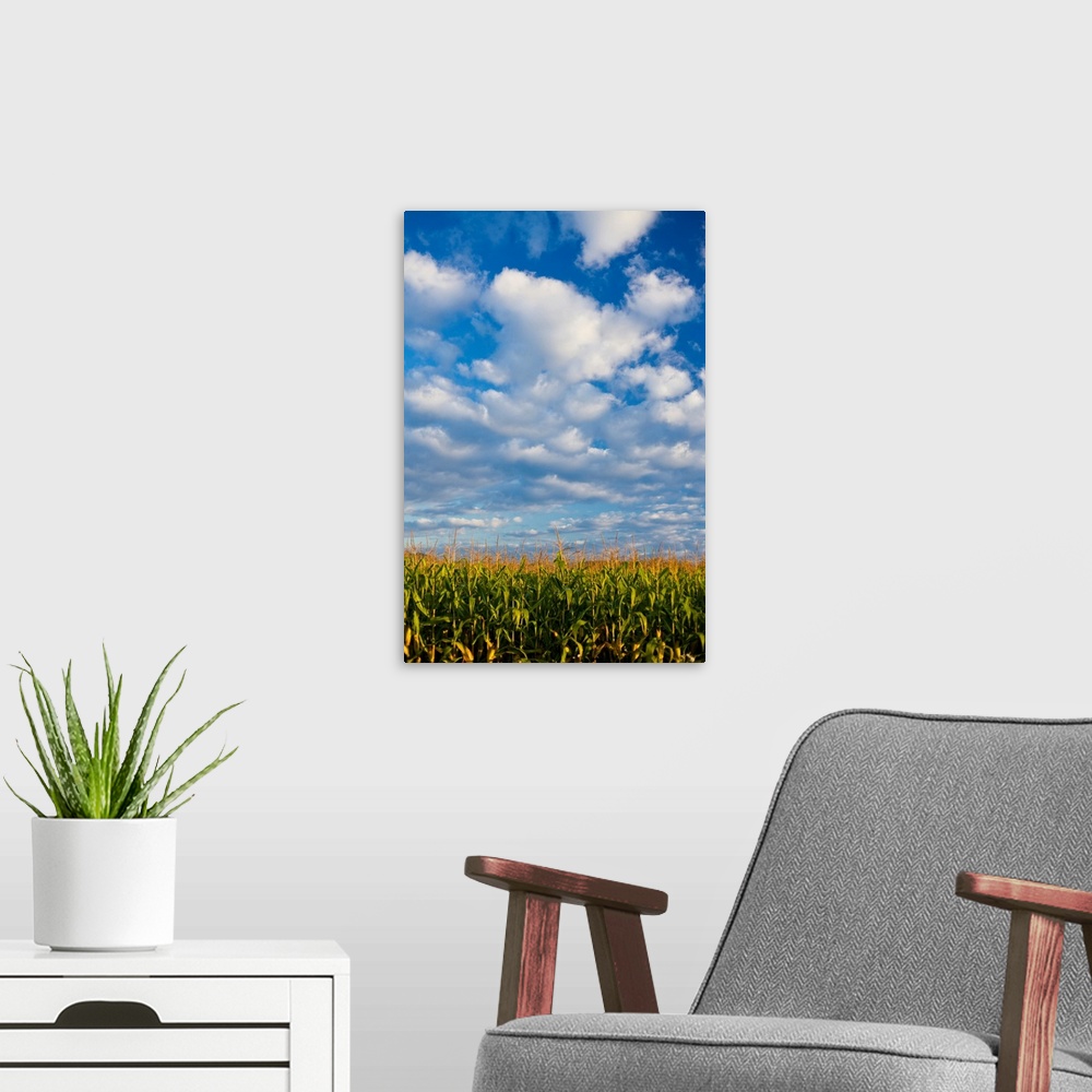 A modern room featuring Corn Plants And Sky