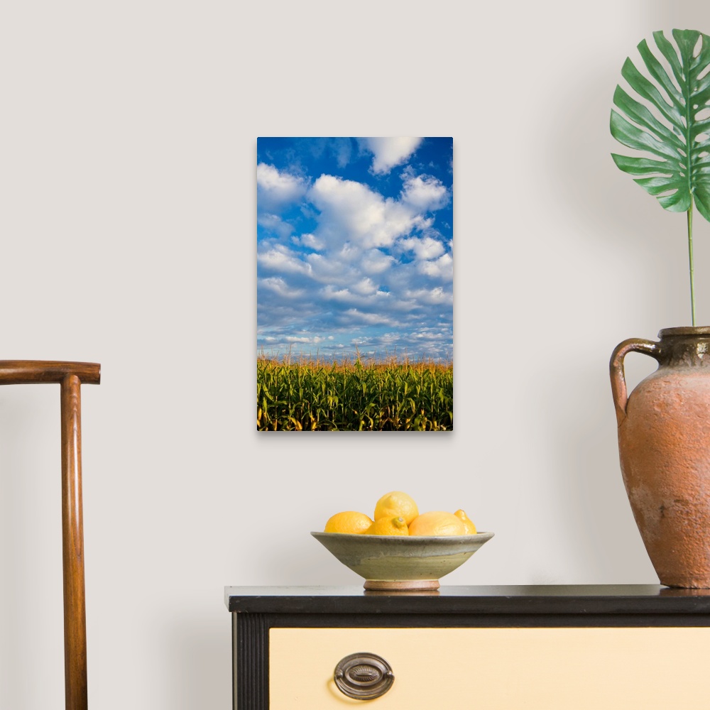 A traditional room featuring Corn Plants And Sky
