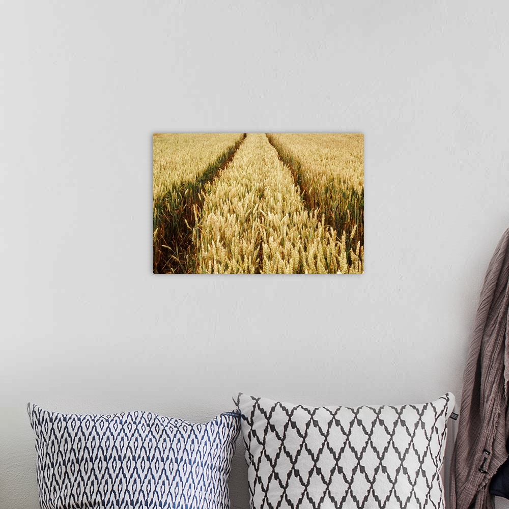 A bohemian room featuring cornfield