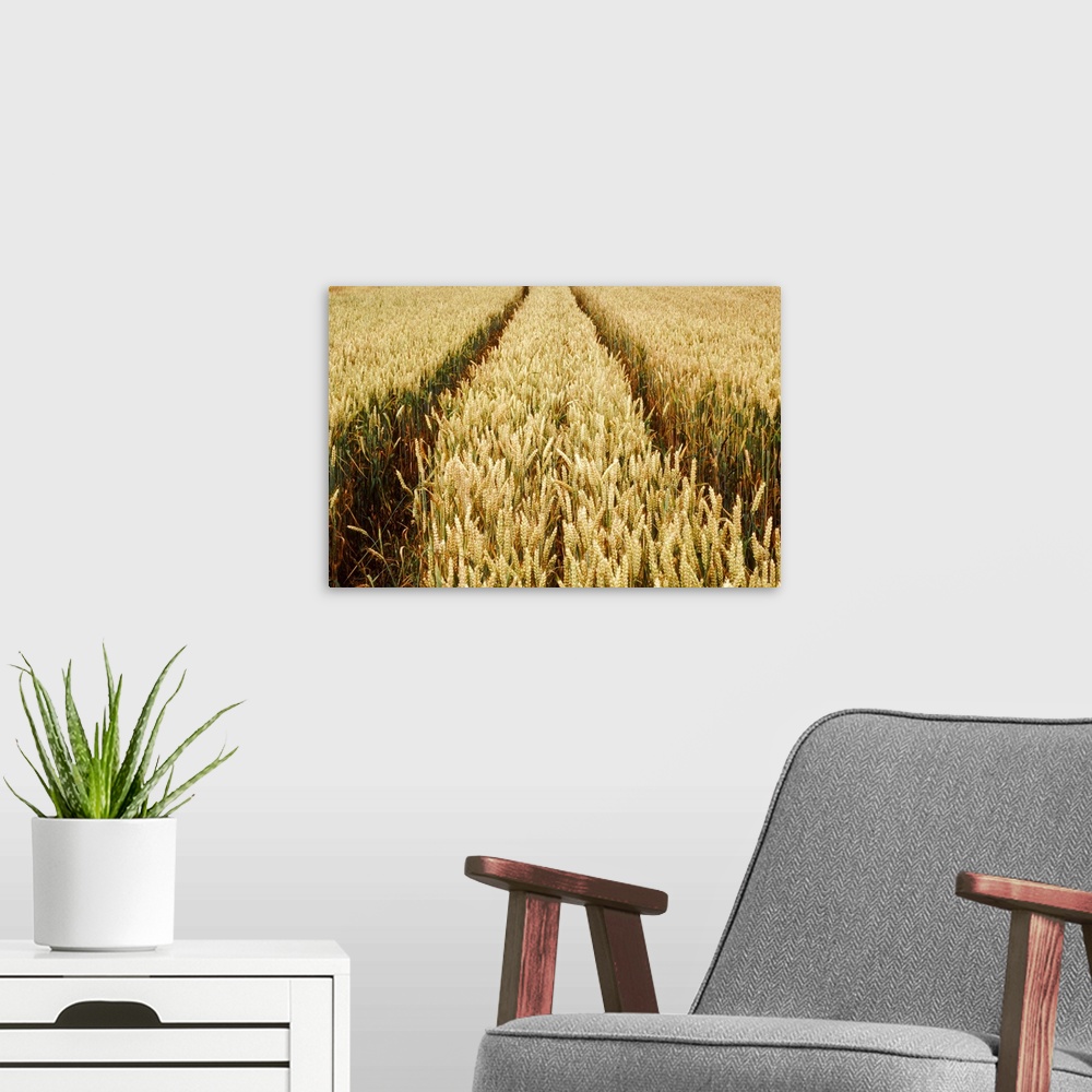 A modern room featuring cornfield