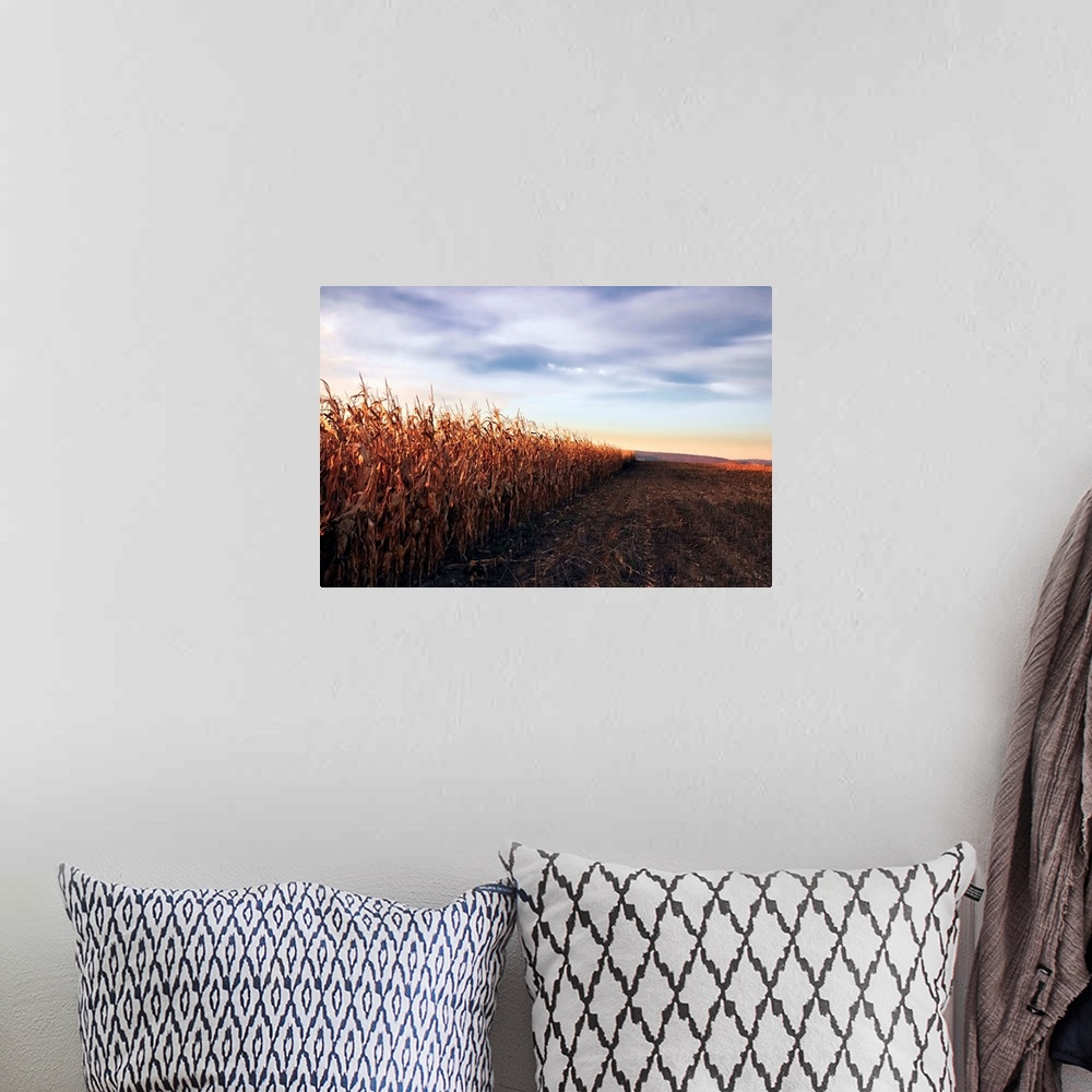 A bohemian room featuring Cornfield at sunset sky in background.
