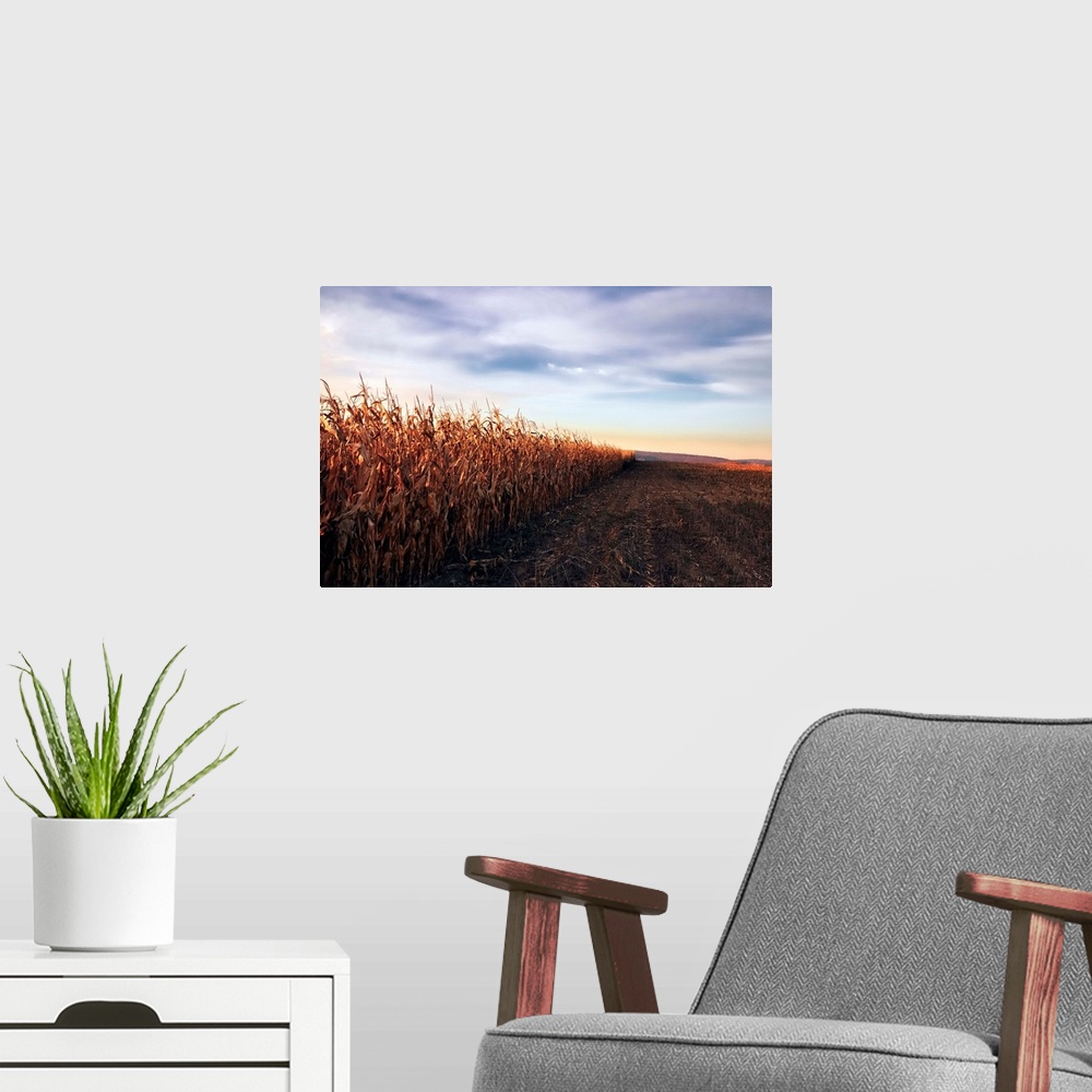 A modern room featuring Cornfield at sunset sky in background.