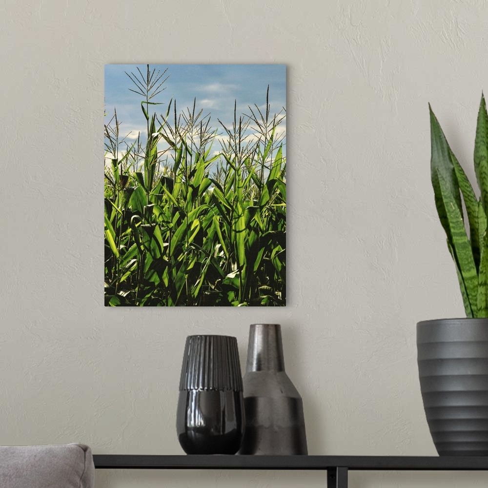 A modern room featuring a late day storm behind sunlit cornfields