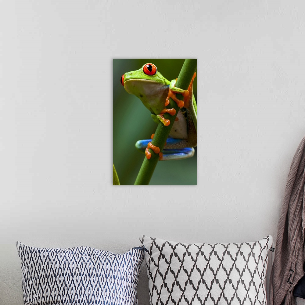 A bohemian room featuring Costa Rica, Monteverde, Red-Eyed Tree Frog (Agalychnis callidryas)  in captivity