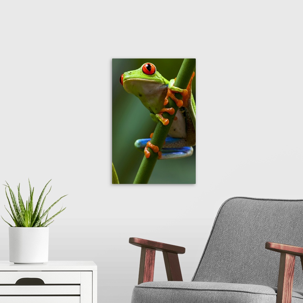 A modern room featuring Costa Rica, Monteverde, Red-Eyed Tree Frog (Agalychnis callidryas)  in captivity