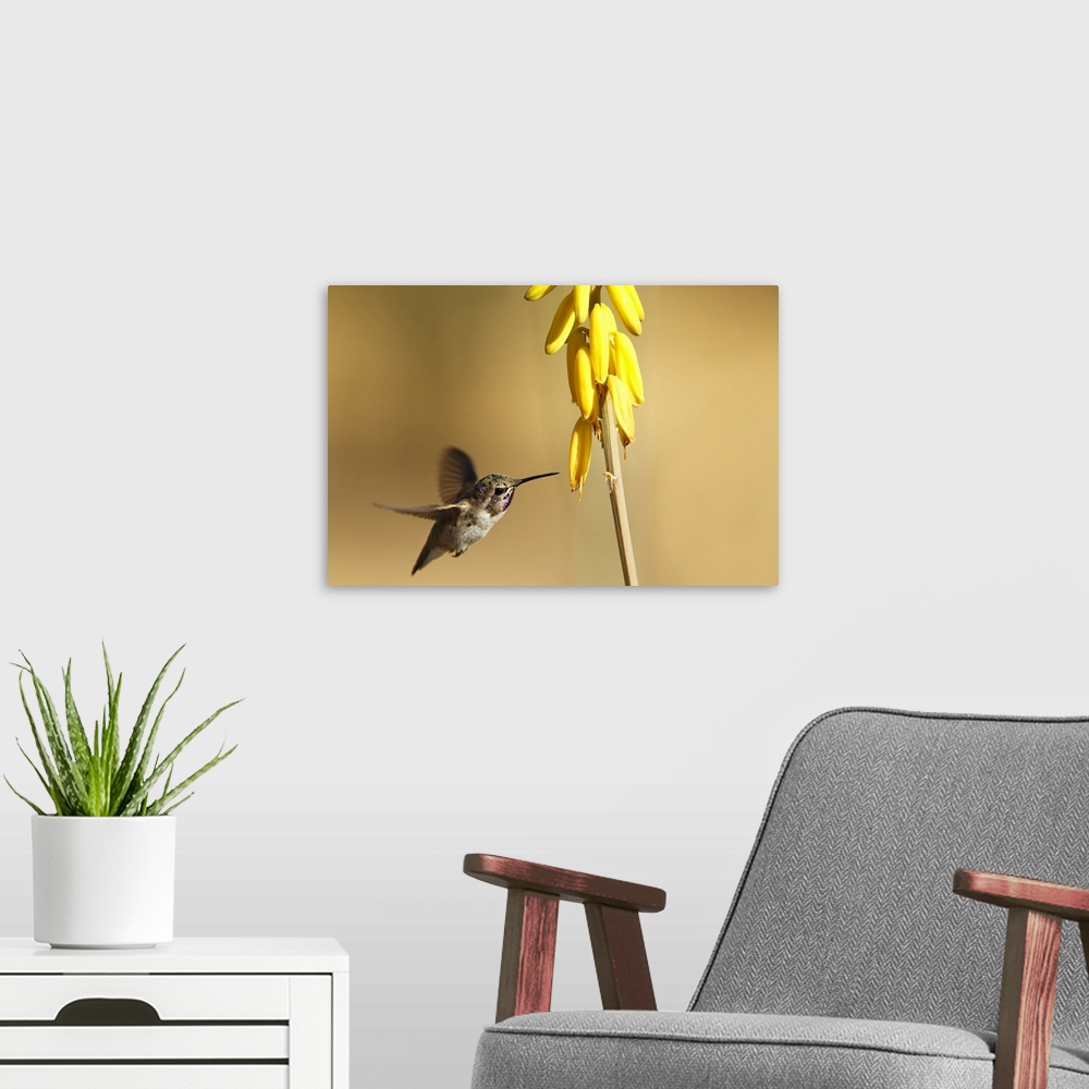 A modern room featuring Male, immature Costa's Hummingbird with the early morning sunlight reflected on his purple gorget...