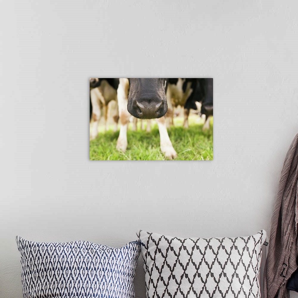 A bohemian room featuring Cow nose