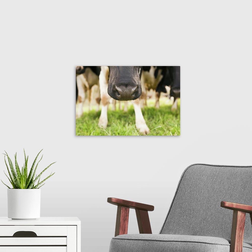 A modern room featuring Cow nose