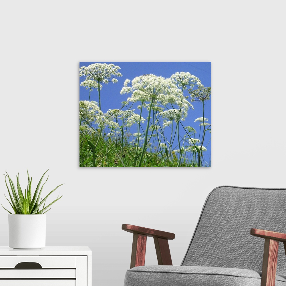 A modern room featuring Cow parsnip on summer flower meadow; green, blue and white only mixing to delightfully fresh summ...