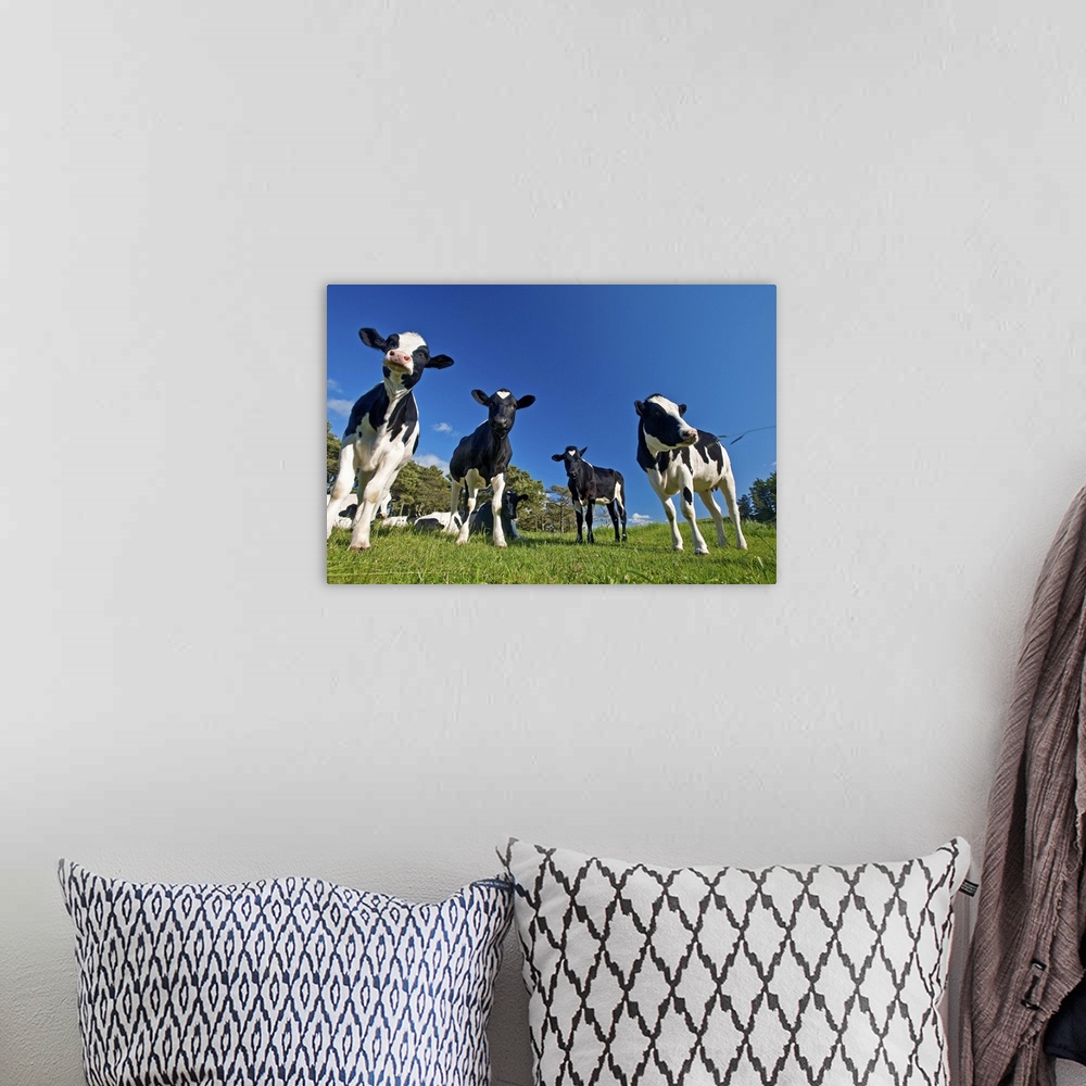 A bohemian room featuring Cows feeding on pasture