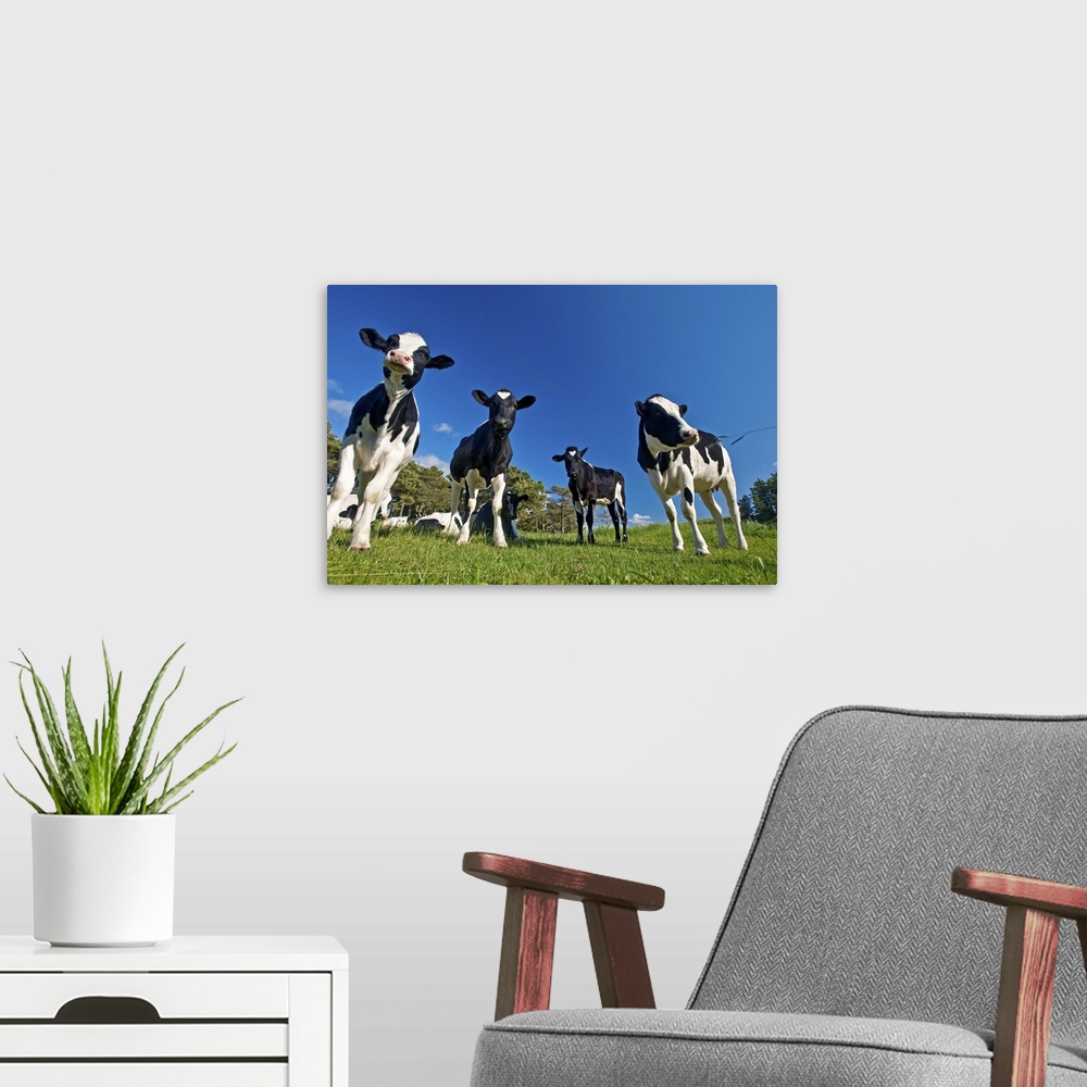 A modern room featuring Cows feeding on pasture