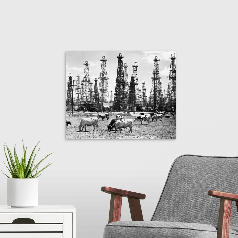 A modern room featuring Cows grazing near oil wells in a southwestern American state. Undated photograph.