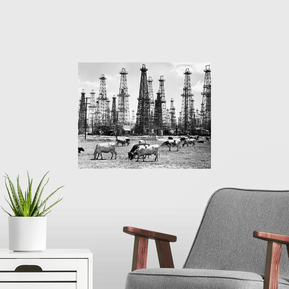 A modern room featuring Cows grazing near oil wells in a southwestern American state. Undated photograph.