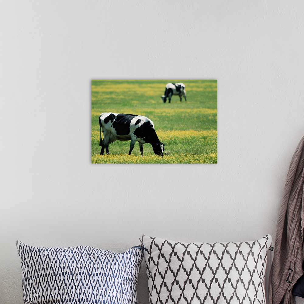 A bohemian room featuring Cows in a Field of Flowers