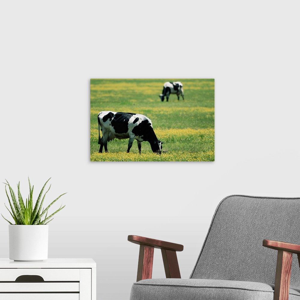 A modern room featuring Cows in a Field of Flowers