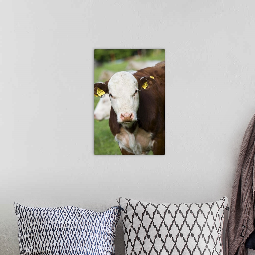 A bohemian room featuring Cows in pasture