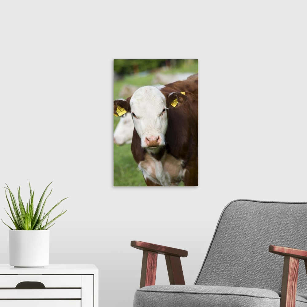 A modern room featuring Cows in pasture