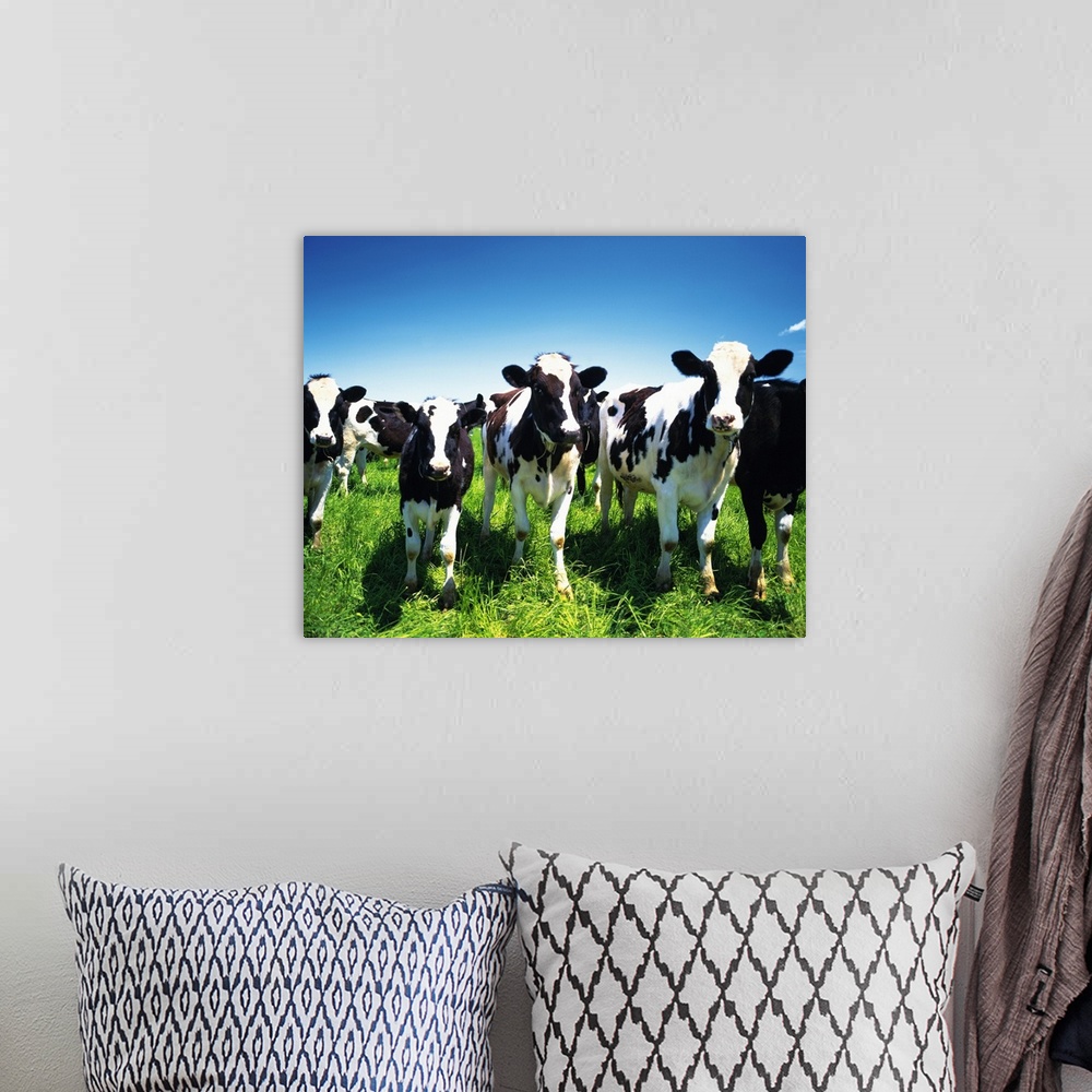 A bohemian room featuring Cows in the field, Betsukai town, Hokkaido prefecture, Japan