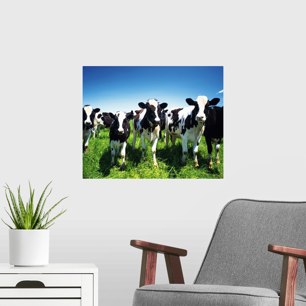 A modern room featuring Cows in the field, Betsukai town, Hokkaido prefecture, Japan