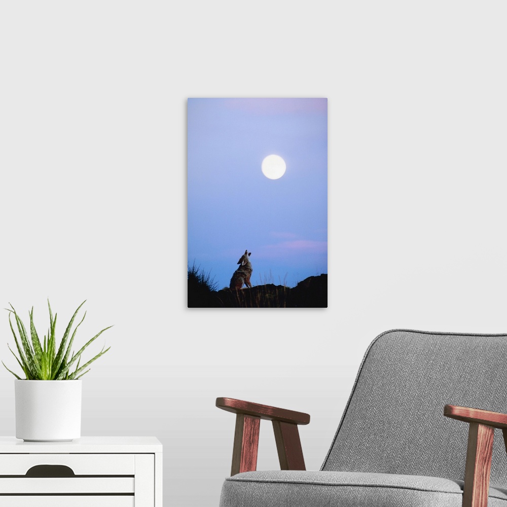A modern room featuring Coyote howling at moon