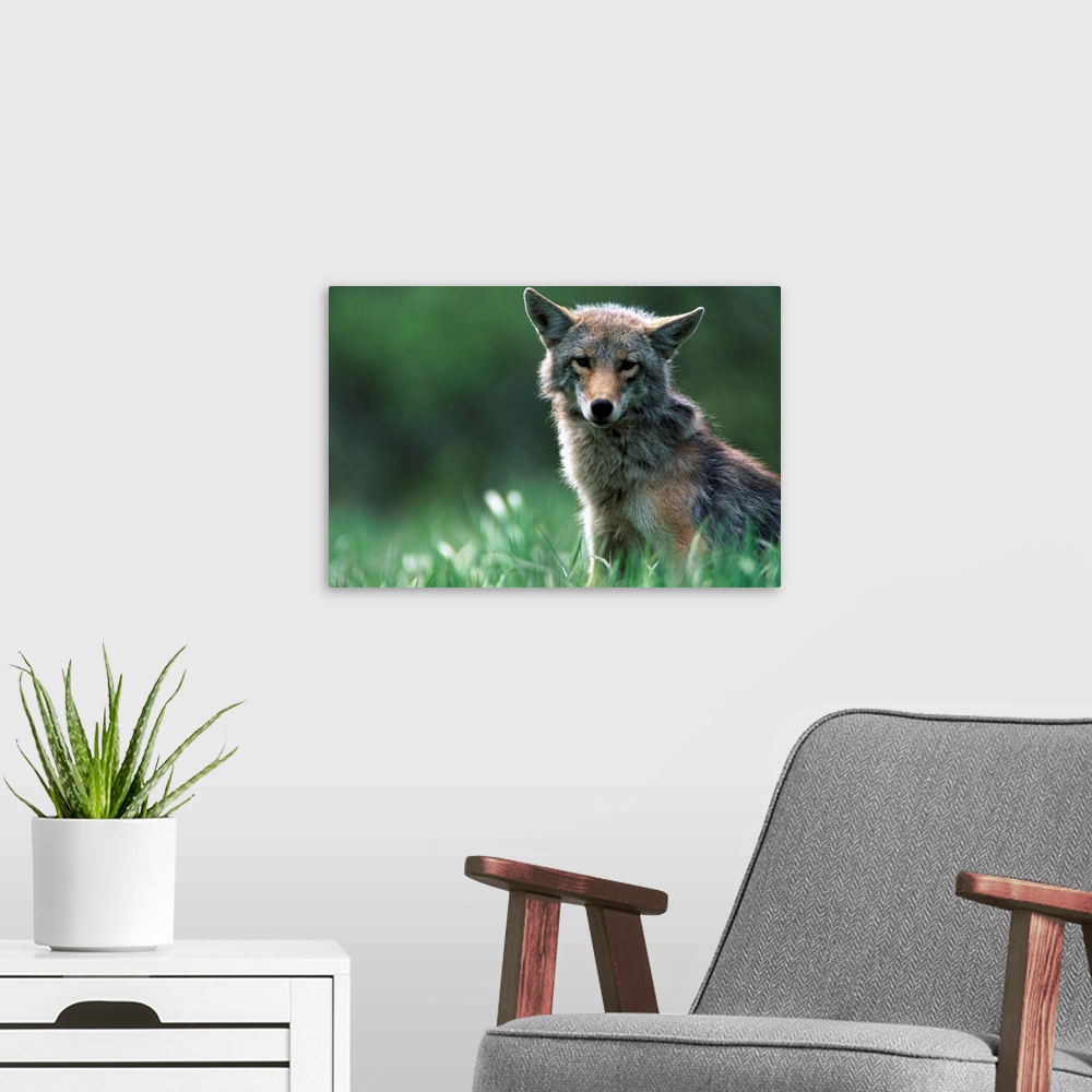 A modern room featuring Coyote In Alpine Meadow