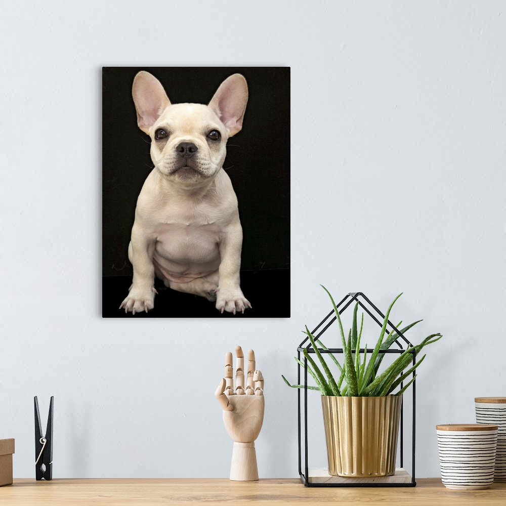 A bohemian room featuring Cream colored French Bulldog puppy.