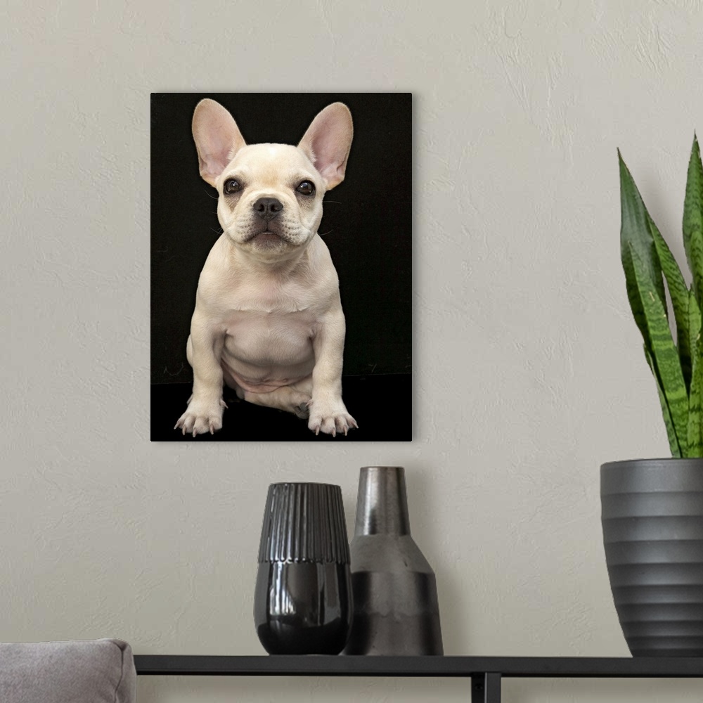 A modern room featuring Cream colored French Bulldog puppy.