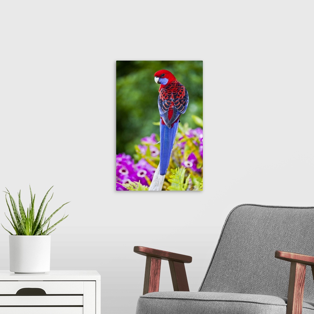 A modern room featuring Crimson Rosella & backdrop of orchids Lamington NP