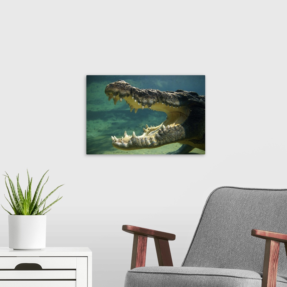 A modern room featuring Crocodiles open mouth