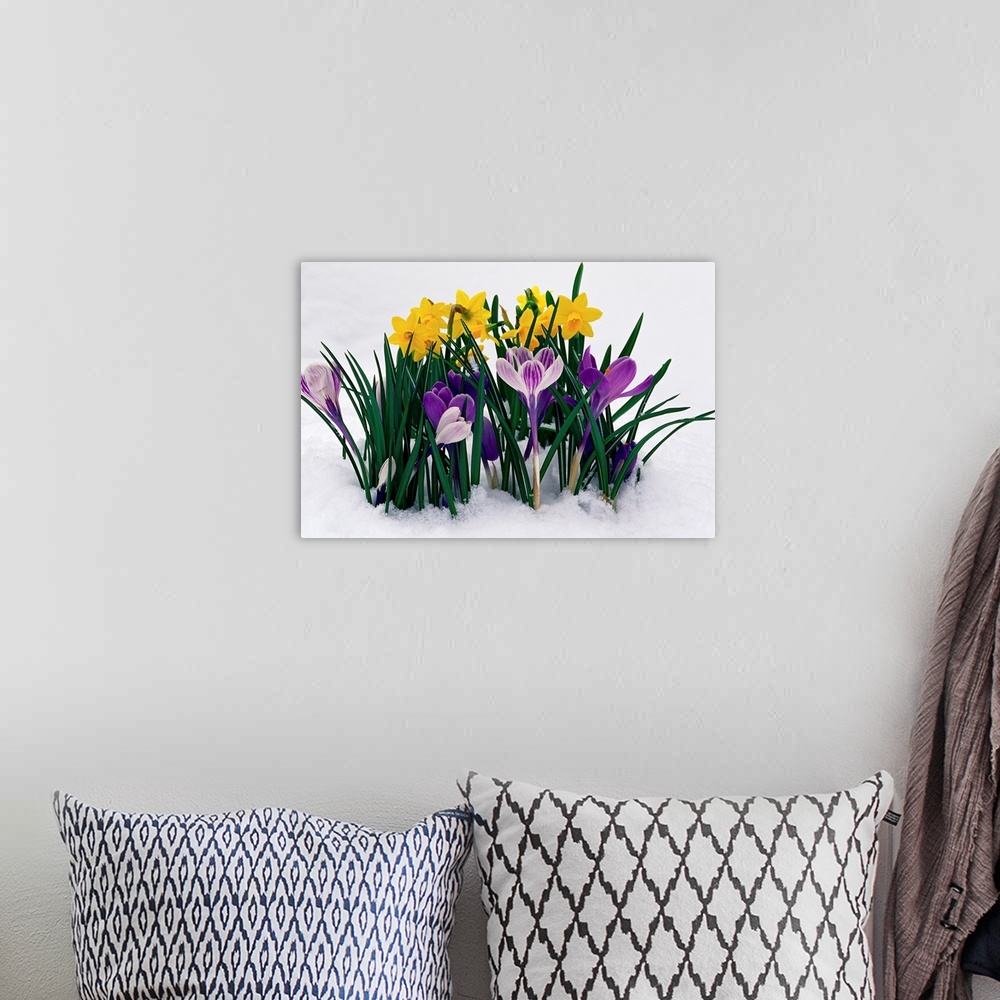 A bohemian room featuring Crocuses And Daffodils In Snow