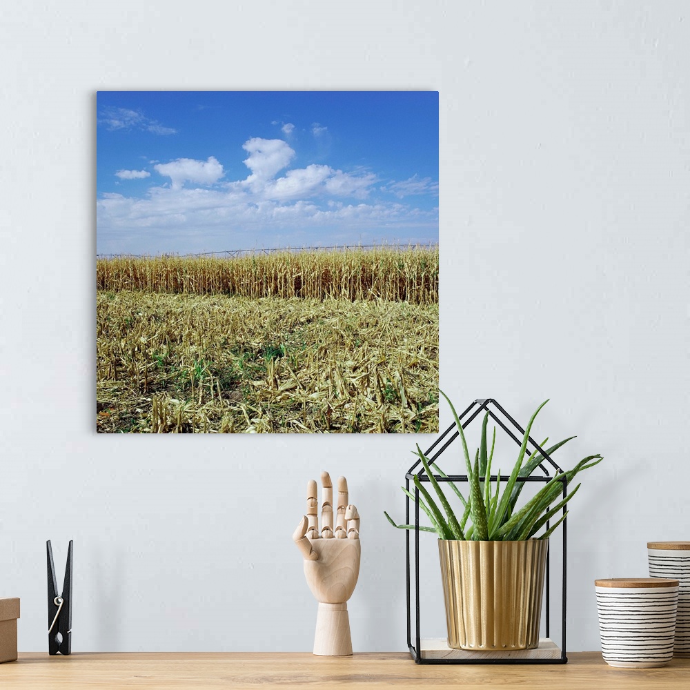 A bohemian room featuring Crops Growing In A Field