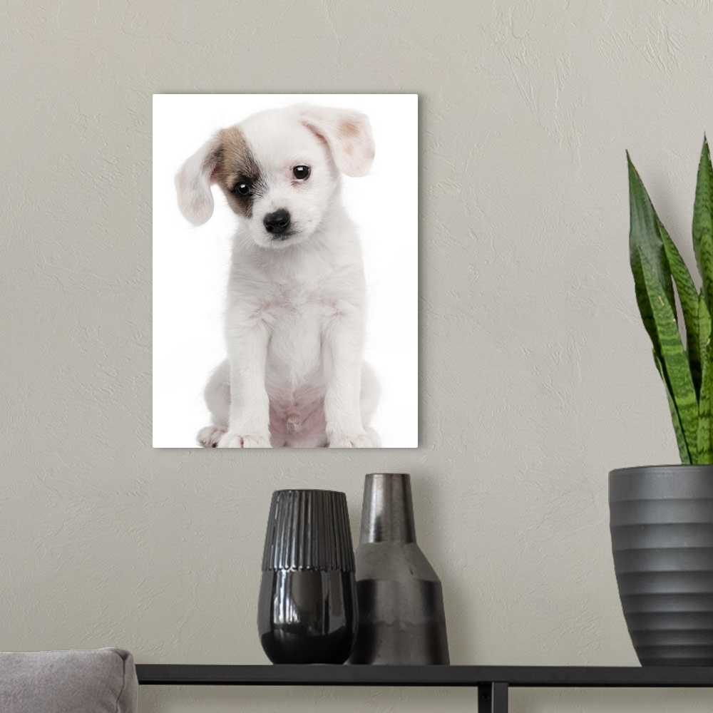 A modern room featuring Cross breed puppy (2 months old)