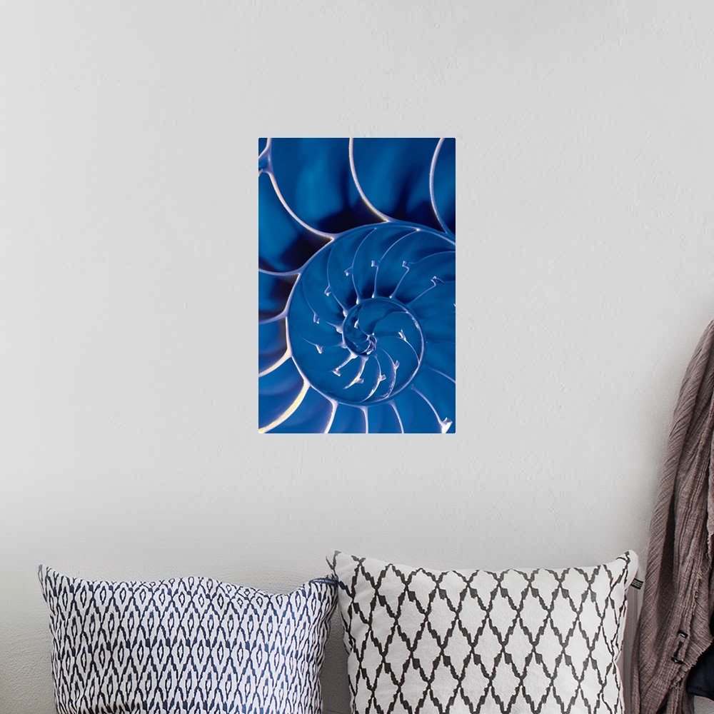 A bohemian room featuring Cross-section of blue nautilus shell