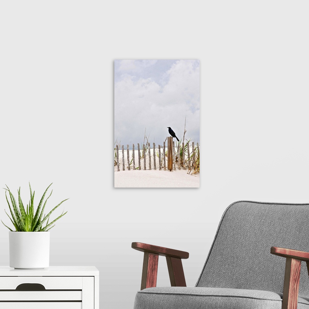 A modern room featuring Crow sitting on wooden fence at Pawley's Island, South Carolina, USA.