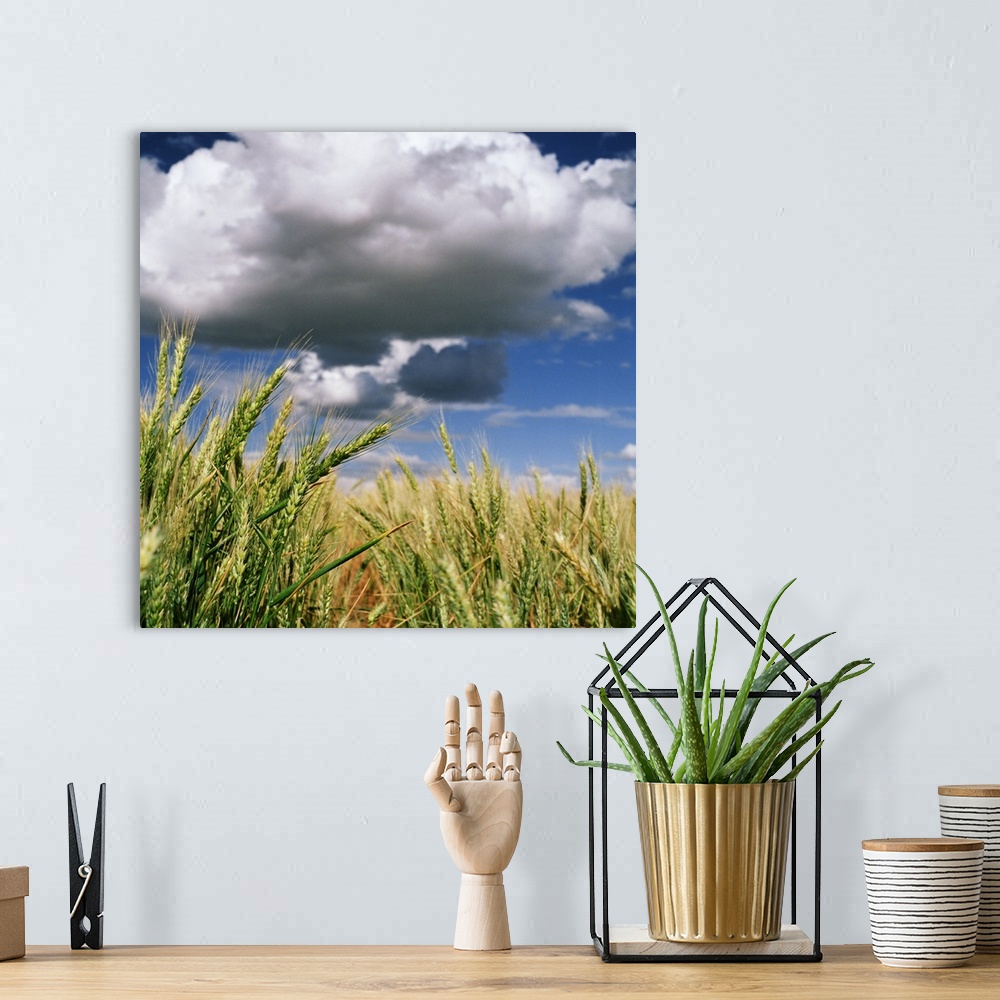 A bohemian room featuring Clouds float over wheat field in Palouse, Washington.