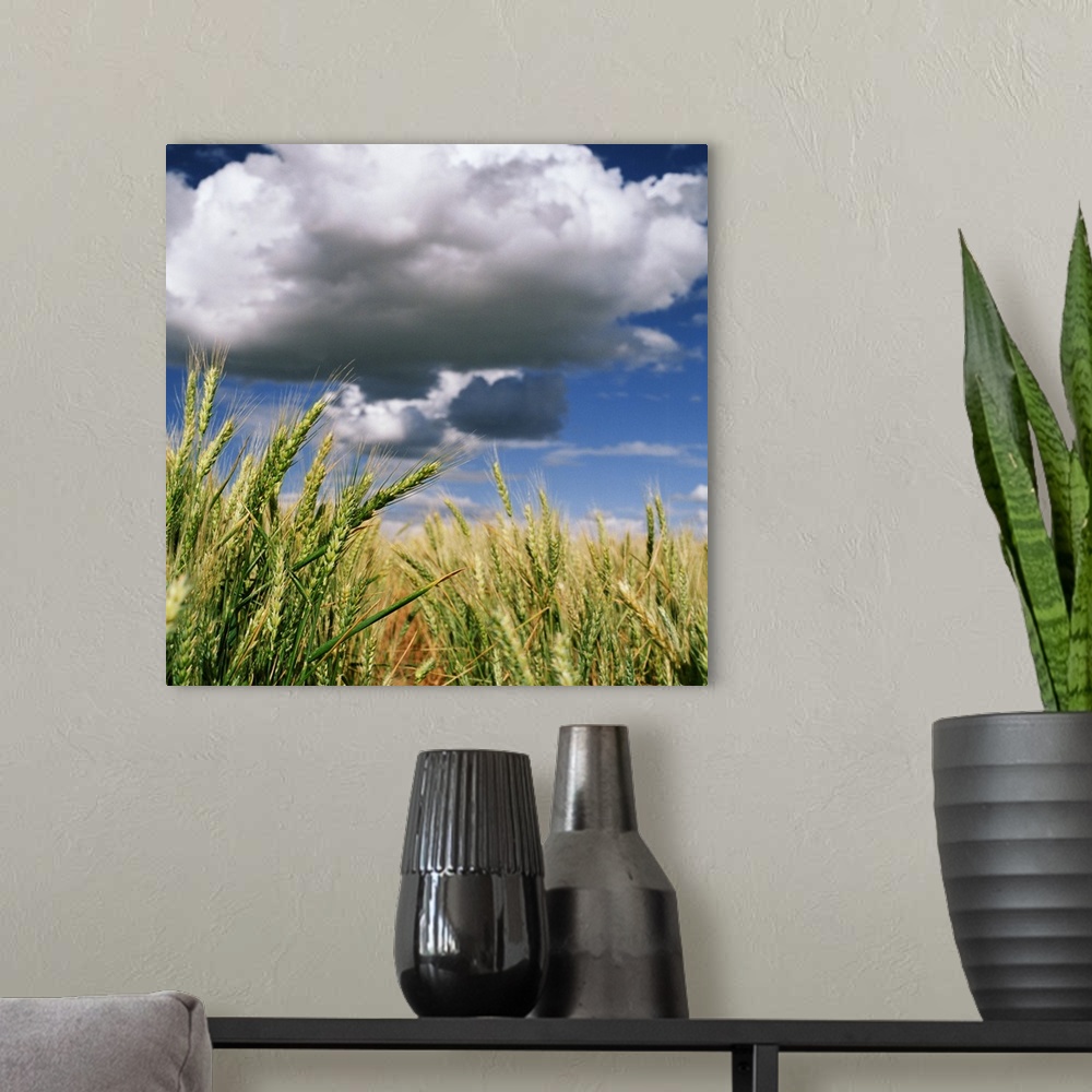 A modern room featuring Clouds float over wheat field in Palouse, Washington.