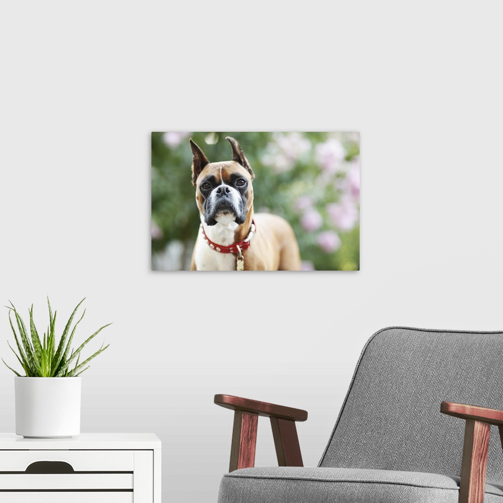 A modern room featuring Boxer, Outside, Flowers in Background, Selective Focus, Greenery, Pet